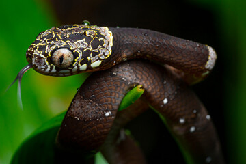 Beautiful head snake French Guiana South America