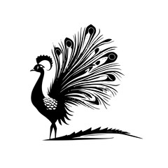 Fototapeta premium Peacock | Black and White Vector illustration