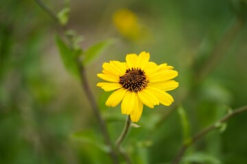 Closeup of a black-eyed Susan flower growing in a field with a blurry background
