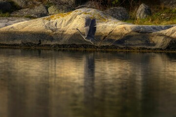 Bird flying low over a body of water next to the shore.