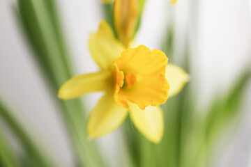 Obraz premium abstract background flower narcissus bokeh