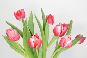 three pink tulips on a white background