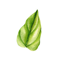 Obraz premium green leaves on an isolated white background. Watercolor illustrations. Climates leaf