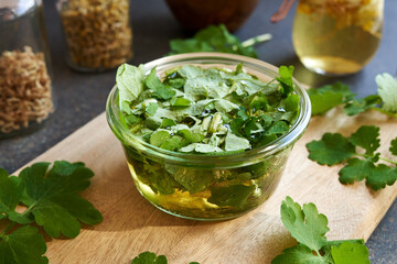 Preparation of medicinal wine from fresh chelidonium majus plant