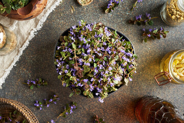 Ground-ivy flowers in a bowl indoors in spring