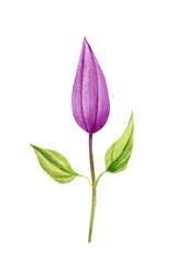 Climates bud and leaf on an isolated white background. Watercolor illustrations. 