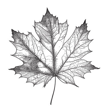 detailed black and white maple leaf clip art preview