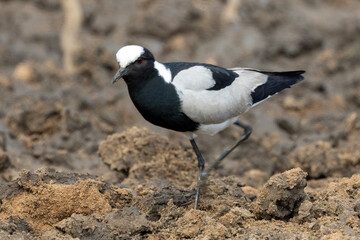 Blacksmith lapwing (Bontkiewiet) in Rietvlei Nature Reserve