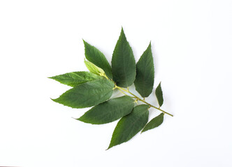 Fresh green leaves branch isolated on white background