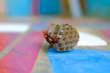 Insect Photography. Photo of wasp swarming their nest which has fallen to the floor in Bandung City - Indonesia