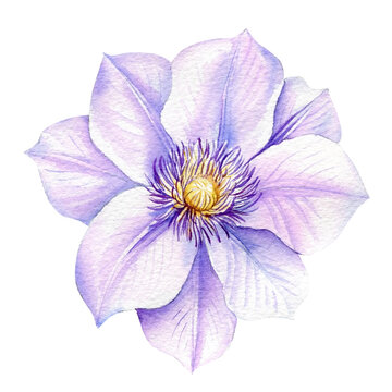 Violet flower isolated white background. Watercolor illustrations purple blooming clematis. 
