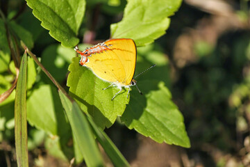 A Purple Sapphire butterfly aka Heliophorus Epicles perched on a green leaf in a forest in Nagaland in Northeast India.