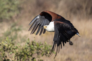 Fish Eagle in flight in Kruger National Park