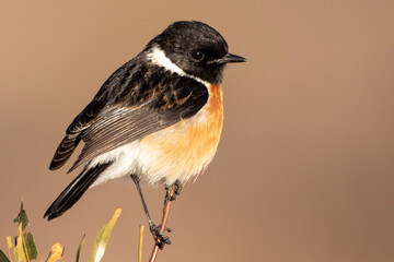 African Stonechat (Saxicola torquatus) in Rietvlei Nature Reserve 