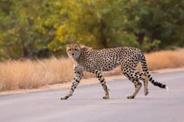 Cheetah in Kruger National Park (Acinonyx jubatus)