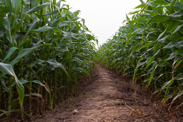 Obraz premium Green field of corn growing up in Thailand.