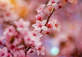 Pink Dream