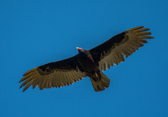 Turkey Vulture Against a Blue Sky