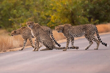 Cheetah in Kruger National Park (Acinonyx jubatus)  - obrazy, fototapety, plakaty
