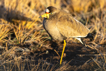 African Wattled Lapwing (Lelkiewiet) Rietvlei Nature Reserve