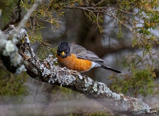 Robin (Erithacus rubecula) perched on the branches of a tree