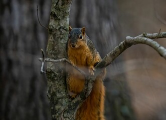Obraz premium Small gray squirrel on a tree branch in the forest