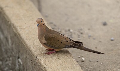 Turtledove perched on the edge of a cement wall looking into the distance