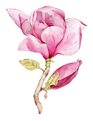 Watercolor botanical flowers of pink Magnolia. Isolated magnolia illustration element. Realistic illustration of a spring magnolia branch, large flowers. High detailed, hand drawn art.