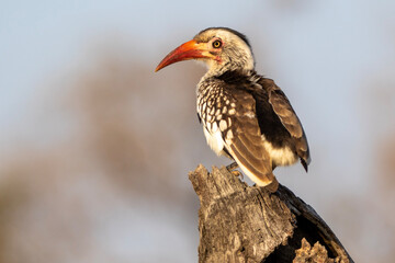 Southern red-billed hornbill (Tockus rufirostris) in Kruger National Park 