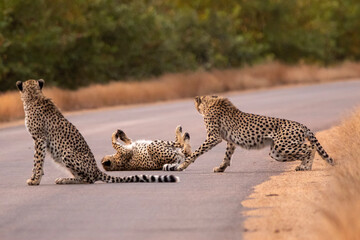 Cheetah in Kruger National Park (Acinonyx jubatus) - obrazy, fototapety, plakaty