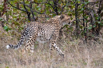Cheetah in Kruger National Park (Acinonyx jubatus) - obrazy, fototapety, plakaty