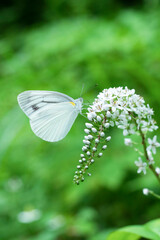 オカトラノオの花にとまるモンシロチョウ