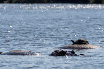 Terrapin hitching a ride on a hippopotamus in Kruger National Park 