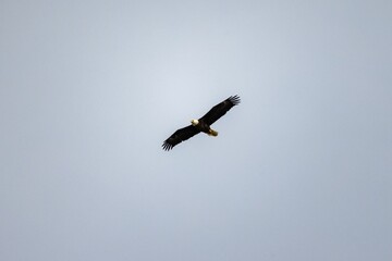 Majestic bald eagle soaring with its wings wide open on background of clear gloomy sky