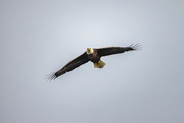 Majestic bald eagle soaring with its wings wide open on background of clear gloomy sky