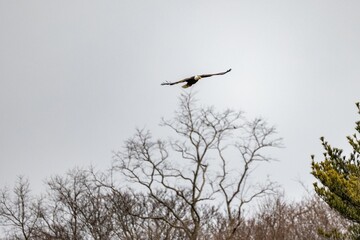 Majestic bald eagle soaring with its wings wide with trees in the background