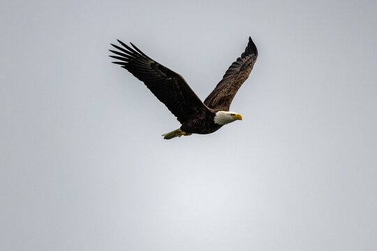 Majestic bald eagle soaring with its wings wide open on background of clear gloomy sky