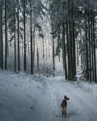 Belgian Shepherd dog walking on snowy trails in the forest with icy trees in the winter