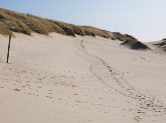Beautiful shot of sandy beach with footprints of dogs and people