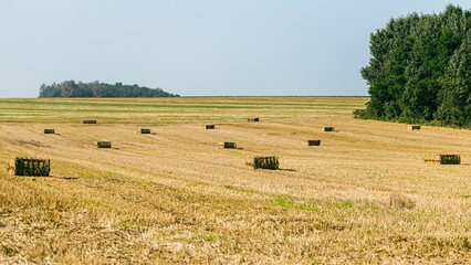 Obraz premium a large field with hay bales on it near a grove of trees