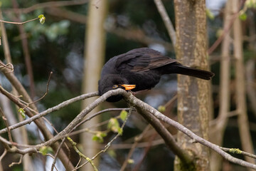 Eine schöne Amsel im Garten