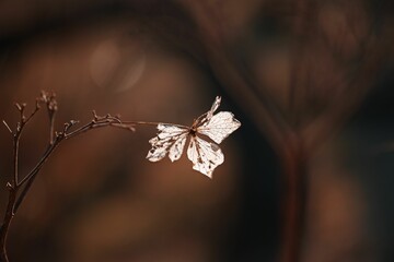 Vibrant maple leaf on a plant on a sunny day