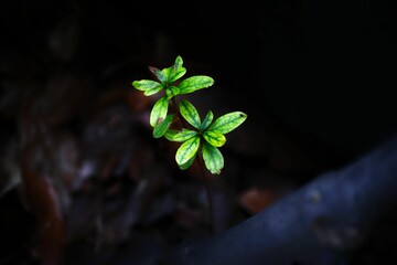 Close-up shot of green Woodruff plant with lush foliage growing in the forest