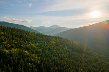 Aerial view of foggy evening over high peaks with dark pine forest trees at bright sunset. Amazing scenery of wild mountain woodland at dusk