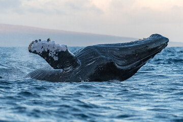 Humpback whale breaching