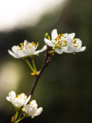 A bouquet of cherry blossoms is a stunning display of nature's beauty. Each blossom is a tiny work of art, with intricate patterns and textures that captivate the eye.