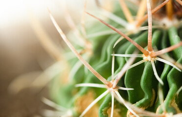 macro background of a cactus lit by sunlight