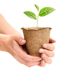 female hands hold a peat pot with a young sprout, on a white isolated background