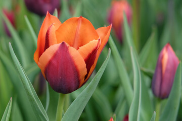 Triumph Tulip 'Slawa' in flower. - obrazy, fototapety, plakaty
