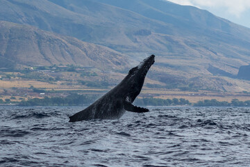 Humpback whale head lunge